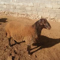 بره قوچ هترو