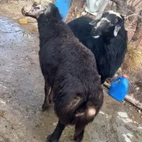 فروش قوچ قره قزل