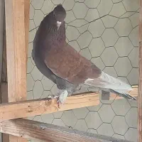 کفتر غریب|پرنده|شهر ری, شهادت|دیوار