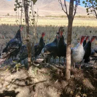 بوقلمون محلی