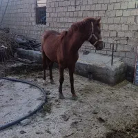 فروش اسب 3ساله منتظر آموزش برای سوای،قوی وپرخون