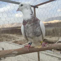 کبوتر طوقی سرخ  ، هفت رنگ