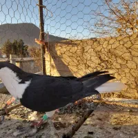 کبوتر ساده|پرنده|میان ولایت, |دیوار