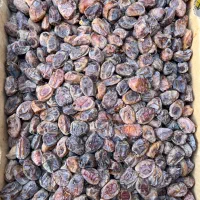 خرمای کبکاب درجه یک فروشی