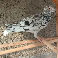 کفتر سار غریب