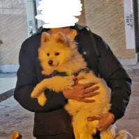 سگ سامویید|سگ|کرمانشاه, |دیوار