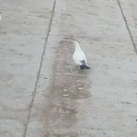 کبوتر تهران 5