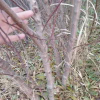 نهال|گل و گیاه طبیعی|میاندوآب, |دیوار