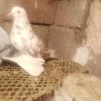 یک جفت کبوتر پرشی بالا