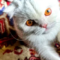 گربه اسکاتیش فولد