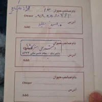 دوعدد سگ  نر و ماده  شیتزو و پامر|سگ|ورامین, ورامین|دیوار