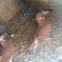 کبوتر|پرنده|شاهین‌شهر, طالقانی|دیوار