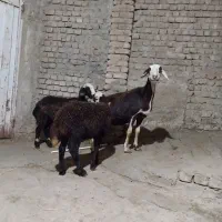 بره ماده
