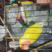 فروش کوتوله برزیلی