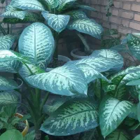 دیفن باخیاهای زیباو تک