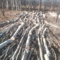 خرید چوب|خدمات باغبانی و درختکاری|بکتاش, |دیوار