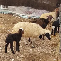 میش و بره جوان|حیوانات مزرعه|مهران (ایلام), |دیوار