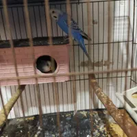 فروش فوق العاده مرغش مولد با جوجه|پرنده|شهرکرد, |دیوار