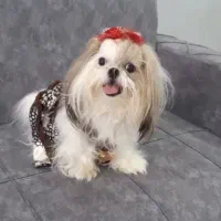 واگذاری نژاد شیرانیان|سگ|رشت, پل تالشان|دیوار