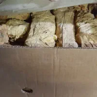 کاهو برگ قرمز  و طلایی برازجان