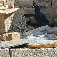 کبوتر|پرنده|گنبد کاووس, |دیوار
