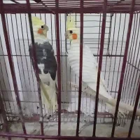 ۲عدد عروس هلندی ۱۰ماهه