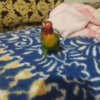 عروس هلندی و طوطی برزیلی دستی|پرنده|اهواز, مجاهد|دیوار