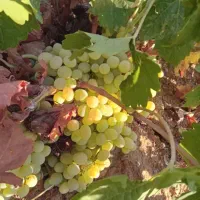 باغ یک قطعه انگور و میوه در قلعه فرهادخان|فروش زمین و ملک کلنگی|سنقر, |دیوار