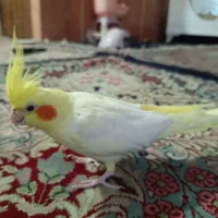 عروس هلندی خشکل