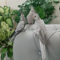 جوجه عروس هلندی|پرنده|خوانسار, |دیوار