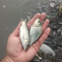 بچه ماهی کپور سفید ازاد