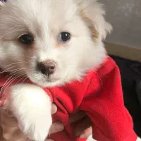 اشپیتزپامرین|سگ|فولادشهر, B4|دیوار