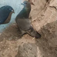 کبوتر|پرنده|ارومیه, |دیوار