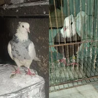 کبوتر طوقی ماده