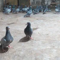 سلام وعرض ادب ۴عدد جوجه پلاکی مسافتی دونه ای ۵۰۰|پرنده|یاسوج, |دیوار