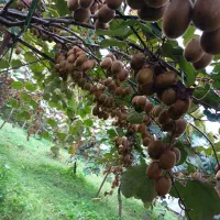 فروش کیوی