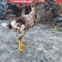 مرغ خروس لاری جوجه|حیوانات مزرعه|مزرعه کتول, |دیوار