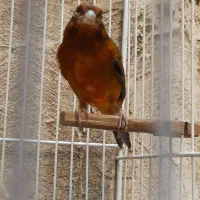 چهار عدد قناری سرخ سوخته . سهره