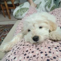 توله شیتزو تریر