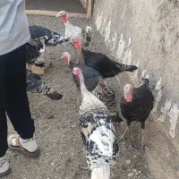 بوقلمون