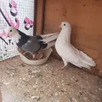 کبوتر