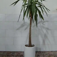 گل و گیاه