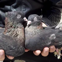 کبوتر کفتر سوسنی سرخ زاغ اراکی بمبوی