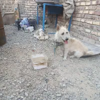 سگ زرنگ|سگ|هامون, |دیوار