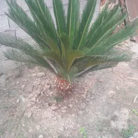 فروش دو عدد سیکاس|گل و گیاه طبیعی|چمستان, |دیوار