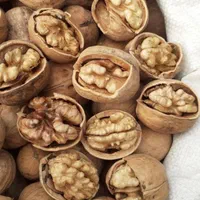 گردو بلغاری ۵۴درصد درجه ۱|عمده‌فروشی|اصفهان, بابوکان|دیوار