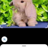یک یا دو عدد خرگوش لوپ نر فروش میرسه
