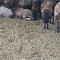 بیست میش ۸تازایدبقی ابستن همه میشادرشت برها ۳۰کیلو|حیوانات مزرعه|اصفهان, جوزدان الیادران|دیوار