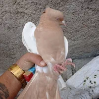 کبوتر سینیه|پرنده|دهدشت, |دیوار