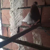 کبوتر|پرنده|مریوان, |دیوار